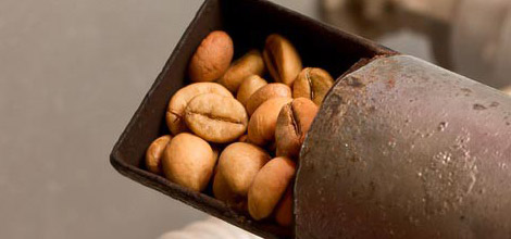 Grauzdētas pupiņas - tum&scaron;ākās pupiņās ir mazāk kofeīna